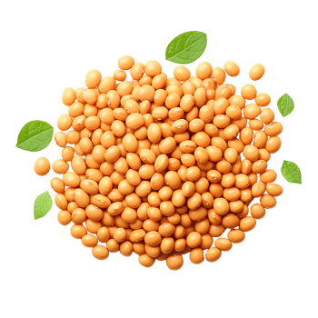 Soybeans pile with green leaves on transparent background png