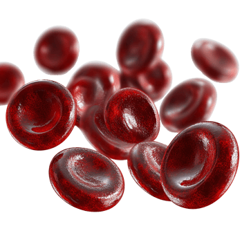 Microscopic Red Blood Cells Isolated on Transparent Background png