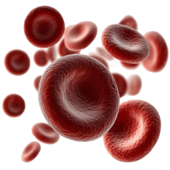 Red blood cells microscopic view on transparent background png
