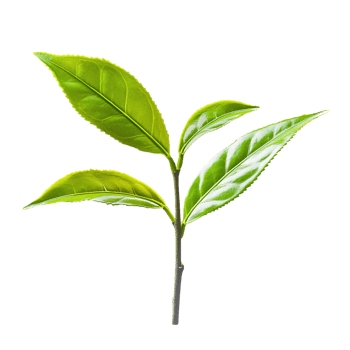 Vibrant Green Tea Leaf Sprig on Transparent Background png