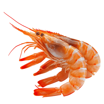 Shrimp pair on transparent background, cooked seafood, closeup png