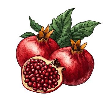 Pomegranate fruit with seeds and leaves illustration on transparent background png