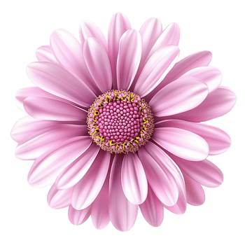 Pink daisy flower on Transparent Background png