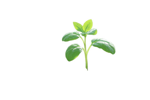 Young green plant emerging from soil on white background showcasing vibrant growth png