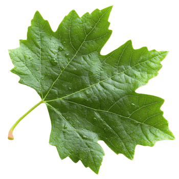 Green grape leaf with dew drops on transparent background png