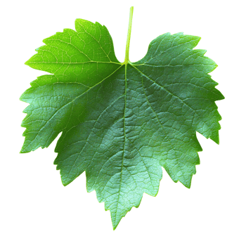 Green grape leaf on transparent background isolated png