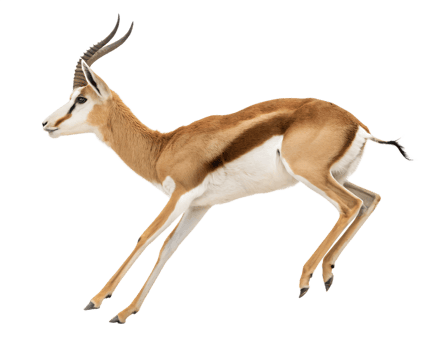 A springbok executing a high pronk, all legs rigid and straight, tail lifted, isolated on a transparent background png