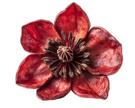 Dried Red Flower with Central Stamen png