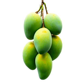 Hanging Tropical Mango png
