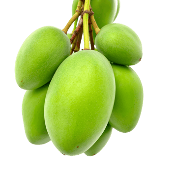 Hanging Fresh Green Mango Cluster png