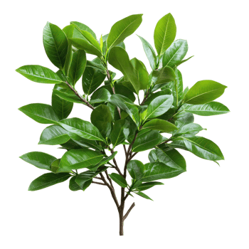 Lush Green Foliage Tropical Plant Branch Nature Leaves Botany Greenery png