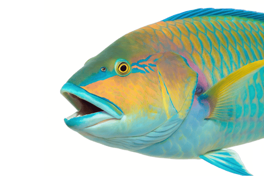 A brightly colored parrotfish with a beak-like mouth. isolated on a transparent background png