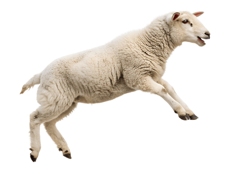 The sheep is jumping, isolated on a transparent background png