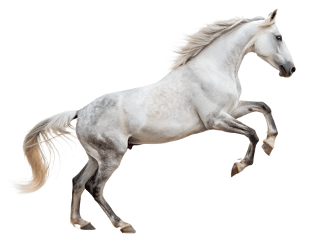 Photograph a horse leaping on mid-air isolated on a transparent background png