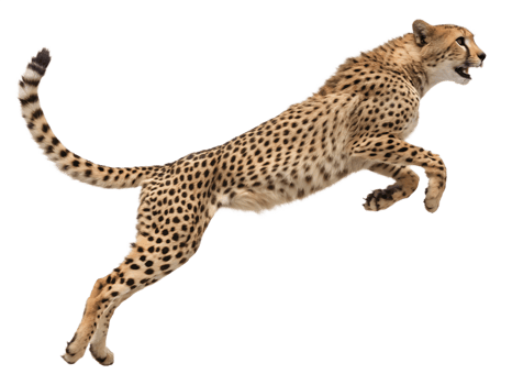 Photograph a Cheetah leaping on mid-air isolated on a transparent background png