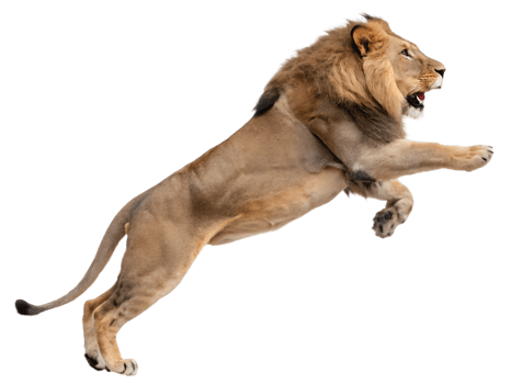 Photograph a lion leaping on mid-air isolated on a transparent background png
