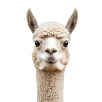 Alpaca Looking at Camera png