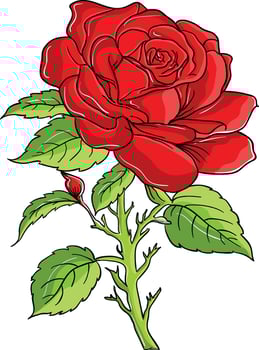 red rose color version vector