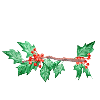 Watercolor Ilex branch for Christmas design png