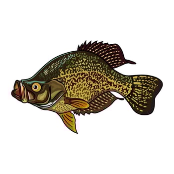 crappie fish twisting fishing illustration logo vector