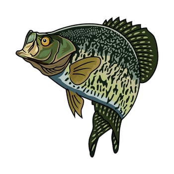 crappie fish jumps after prey fishing illustration logo vector