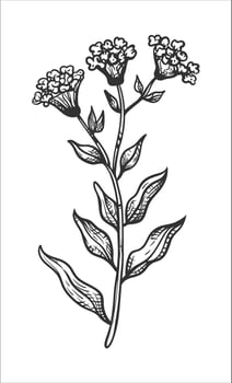 Detailed Botanical Illustration of a Flowering Plant vector