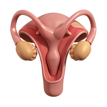 3D Model of the Female Reproductive System png