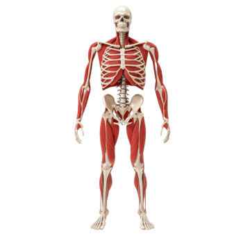 A detailed anatomical model of a human skeleton showcasing muscles and bones in a frontal view. png