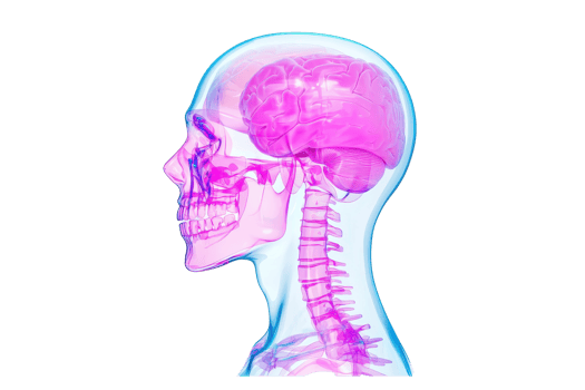 A side profile illustration of a human skull and brain, showcasing anatomical details with vibrant colors. png
