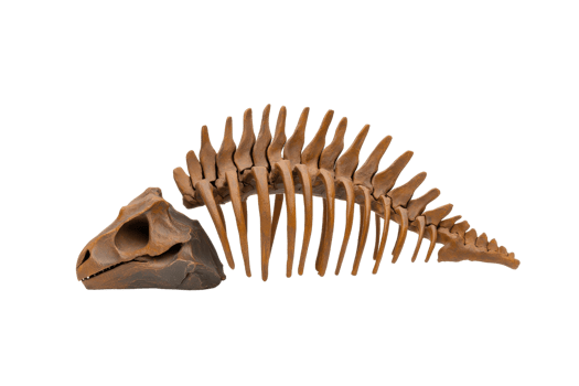 A detailed fossilized skeleton resembling an ancient creature, featuring a prominent skull and elongated spine with distinct vertebrae. png
