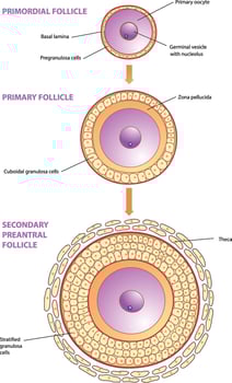 illustration of follicle development stages diagram vector