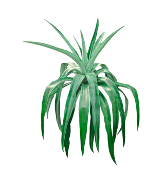 air plant close up photography on transparent background, A Top-Down View of Vibrant Green Leaves Radiating Outward, green color spider plant on , leaf isolated on , air tree isolated, png