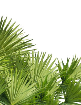 palm leaves on a transparent background, palm trees frame mockup on a transparent background, palm tree isolated on , A image of Palm tree png