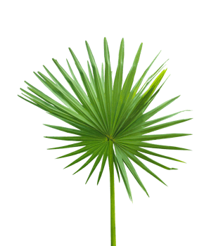 A fan palm leaf on transparent background, palmyra fruit tree branch isolated on background png