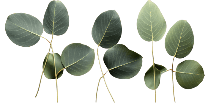 Set of Green Eucalyptus Leaf Stem on Background. png