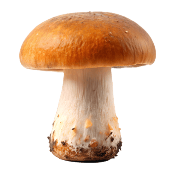 Champignon mushrooms isolated on transparent background png
