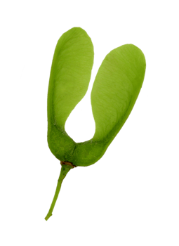 One double seed of a maple tree. Light green. Cut out on a transparent background png