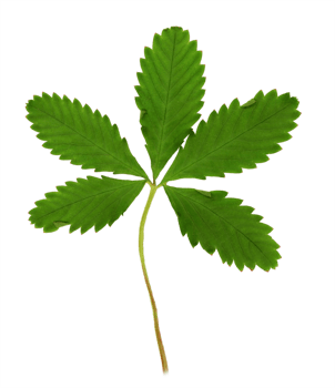 Leaf from a field flower. Cut out on a transparent background png