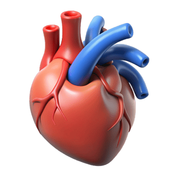 Heart with arteries detail png