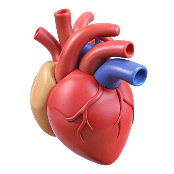 Realistic veins and arteries heart png