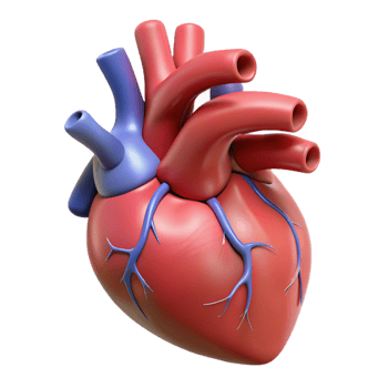 Medical-grade 3D heart representation png