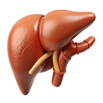 3D Render of Human Liver with Vessels png