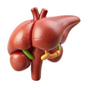 Isometric Liver Model Illustration png