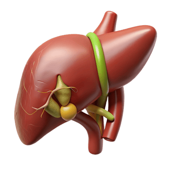 3D Liver Gallbladder Model Illustration png