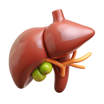3D Model of Human Liver and Gallbladder png