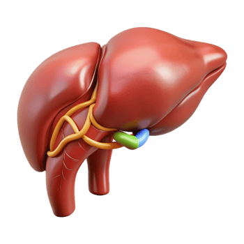 Isometric Model of Human Liver with Bile Duct png