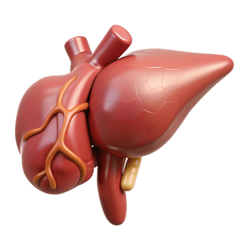 3D Liver Gallbladder Model Anatomy Illustration png
