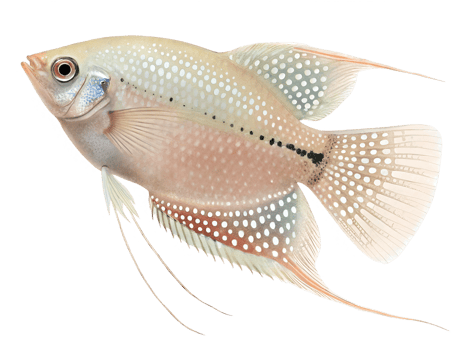 A delicate pearl gourami with intricate dotted patterns and long, isolated on a transparent background png