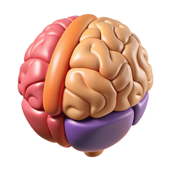 3D Rendered Brain Anatomy Illustration png