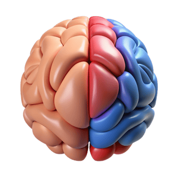 3D Brain Illustration Anatomy Structure png